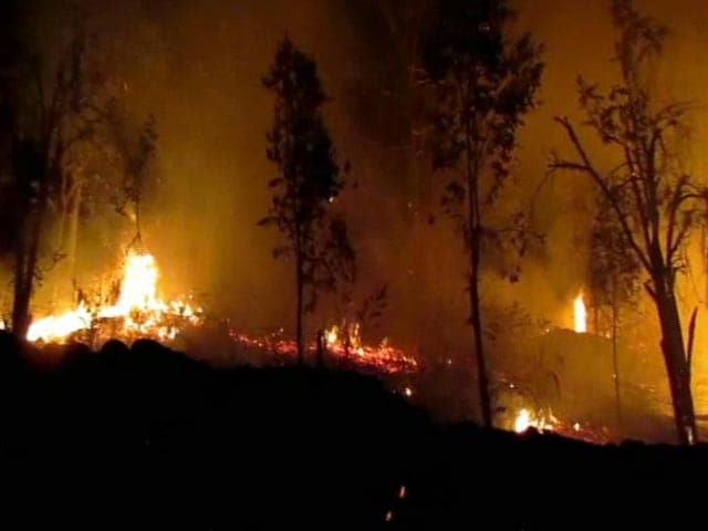 Video : 1 Arrested For Forest Fires Around Kodaikanal In Tamil Nadu