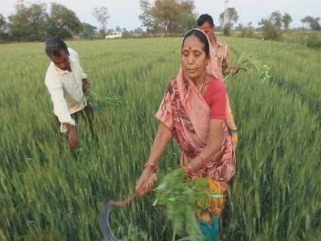 Video : Madhya Pradesh Farmers Await Crop Insurance Relief