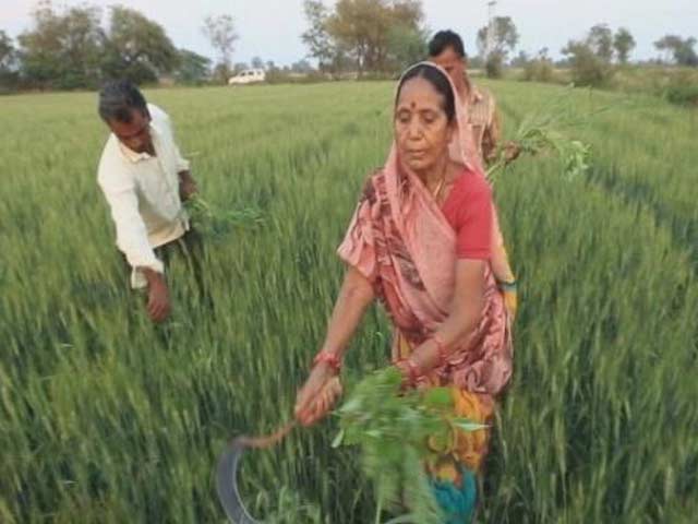 Madhya Pradesh Farmers Await Crop Insurance Relief
