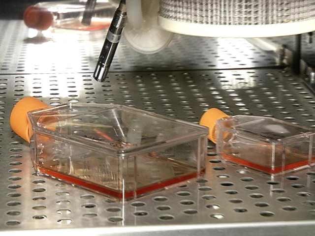 Video : Ayurvedic Drug Against Dengue Coming Soon, Indian Scientists Claim