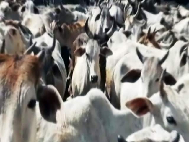 बीफ बैन के खिलाफ बीजेपी विधायक, गोवंश हत्या बंदी कानून वापस लेने की मांग