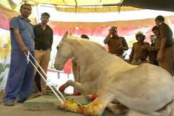 Video Shows BJP Leader Didn't Hit Horse Who Is Visited By Chief Minister Video Shows BJP Leader Didn't Hit Horse Who Is Visited By Chief Minister