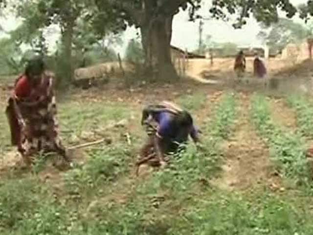 Video : Seed Banks: Enhancing Sustainability of Small Scale Farmers in Odisha