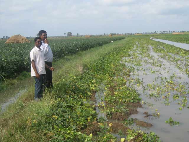 आसमान से बरसी मुसीबत, फसलों को पहुंचा भारी नुकसान