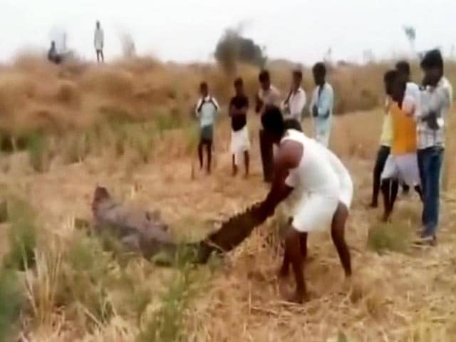 Video : Caught On Camera: Laughing Men Batter Crocodile With Stones In Karnataka