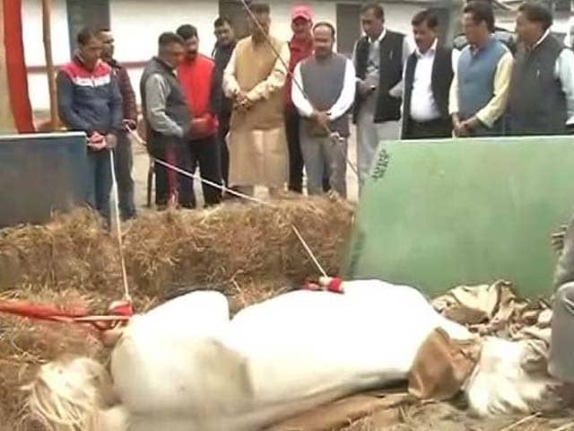 Video : Shaktiman The Horse, Allegedly Attacked During Protest, Loses Its Leg