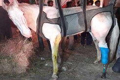 BJP Lawmaker Accused Of Attacking Shaktiman The Horse Arrested BJP Lawmaker Accused Of Attacking Shaktiman The Horse Arrested