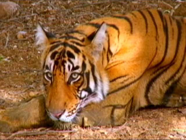 Video : BR Hills: The Only Tiger Reserve to House Indigenous Community