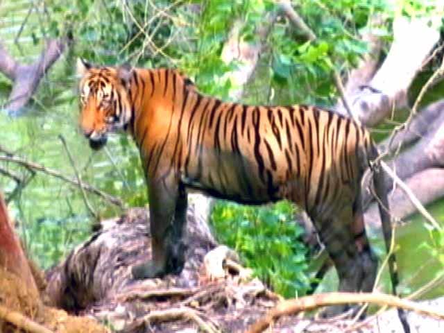 सेव अवर टाइगर्स : बीआर हील्स में बाघों की तादाद लगातार बढ़ रही है