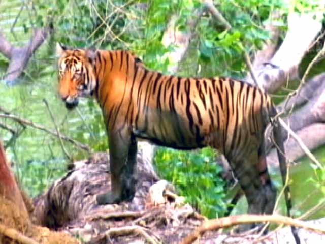 सेव अवर टाइगर्स : बीआर हील्स में बाघों की तादाद लगातार बढ़ रही है