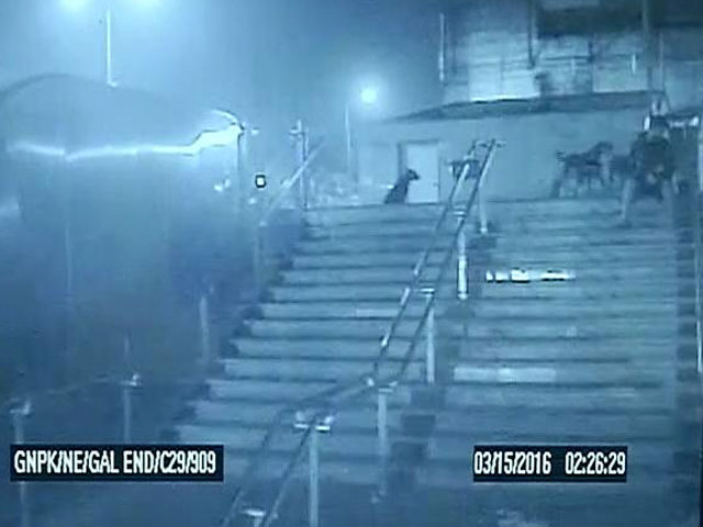 दिल्ली : ग्रीन पार्क इलाके में कुत्तों के कत्ल के पीछे कौन?