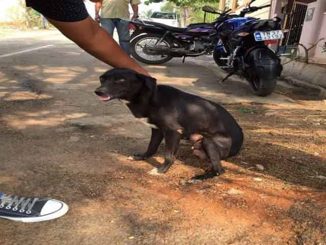 Video : Bengaluru Woman Arrested For Allegedly Killing 8 Puppies