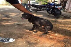 Bengaluru Woman Arrested For Allegedly Killing 8 Puppies Bengaluru Woman Arrested For Allegedly Killing 8 Puppies