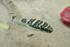 Rare Flying Snake Spotted In Tamil Nadu Rare Flying Snake Spotted In Tamil Nadu