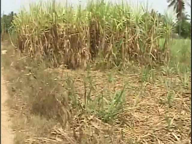 Video : No Water For Crops In Karnataka's Sugarcane Belt