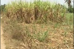 No Water For Crops In Karnataka's Sugarcane Belt No Water For Crops In Karnataka's Sugarcane Belt
