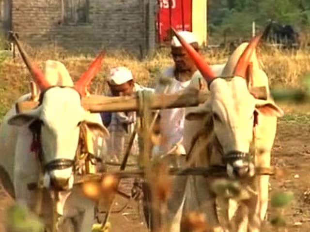Video : In Maharashtra's Beed, Crops Fail But Toil Continues