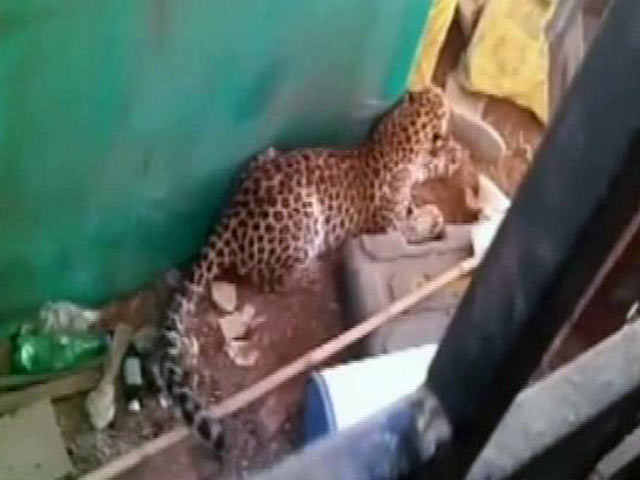 घर में घुसा तेंदुआ, तीन लोगों को किया घायल