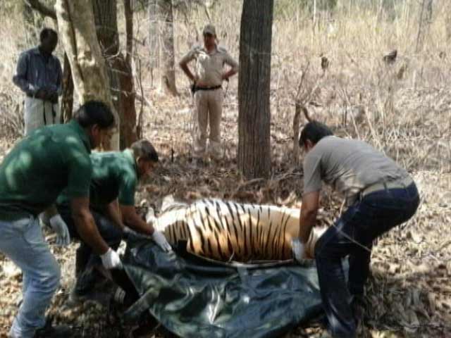 पेंच टाइगर रिज़र्व में तीन महीनों में 11 बाघों की मौत