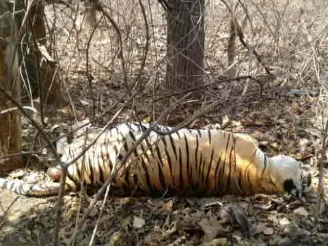 In Park That Inspired Jungle Book, Tiger Deaths Trigger Alarm