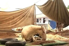 Shaktiman The Horse Shows 'Good Sign of Recovery' Shaktiman The Horse Shows 'Good Sign of Recovery'