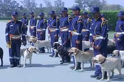 30 Labradors Inducted In Delhi Police Dog Squad 30 Labradors Inducted In Delhi Police Dog Squad