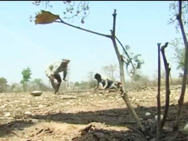 Video : As NREGA Funds Slow Down, Top Court Questions Centre Citing Drought