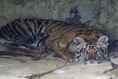 Another Tiger Found Dead In Madhya Pradesh Park, 3 Arrested Another Tiger Found Dead In Madhya Pradesh Park, 3 Arrested