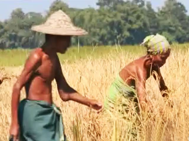 Journey of the Cultivating Hope Campaign