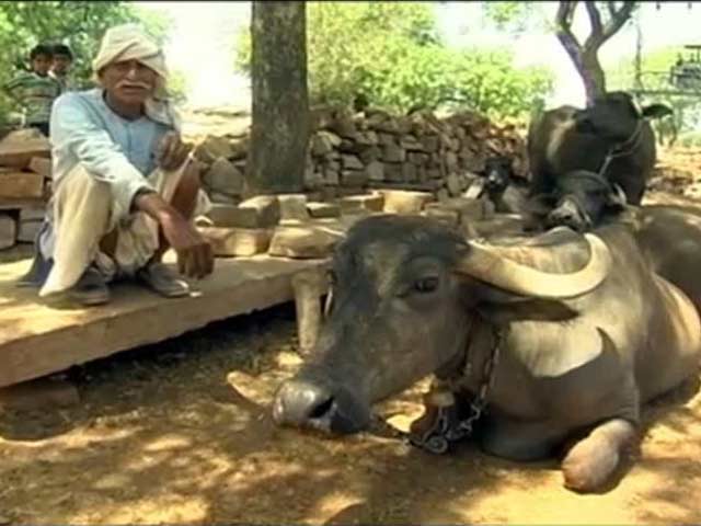 Madhya Pradesh Villagers Have A Tough Choice: Go Thirsty Or Starve