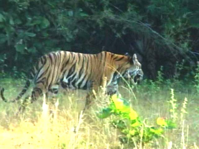 Indian Tigers May Roar In Cambodian Jungles Soon