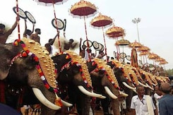 Apart From Fireworks, Injured Elephants In This Temple Festival In Kerala Apart From Fireworks, Injured Elephants In This Temple Festival In Kerala