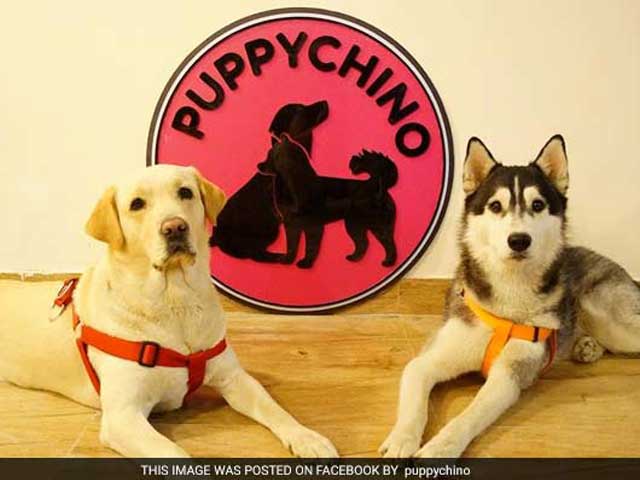 Video : At This Delhi Café, It's Coffee With Canines