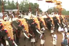 Elephants Keep Up Thrissur Pooram Tradition, Black Paint Masking Injuries Elephants Keep Up Thrissur Pooram Tradition, Black Paint Masking Injuries