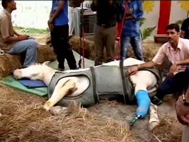 Video : Police Horse Shaktiman, Injured During BJP Protest In Uttarakhand, Dies