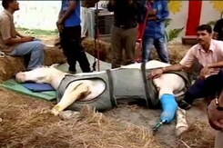 Police Horse Shaktiman, Injured During BJP Protest In Uttarakhand, Dies Police Horse Shaktiman, Injured During BJP Protest In Uttarakhand, Dies