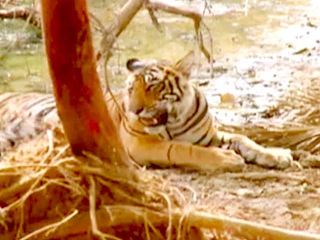 Highlights of Save Our Tigers Campaign: Season 4