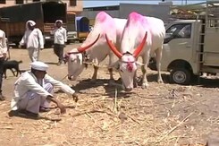 With An Unforgiving Drought, A Cattle Crisis Spreads Through Marathwada With An Unforgiving Drought, A Cattle Crisis Spreads Through Marathwada
