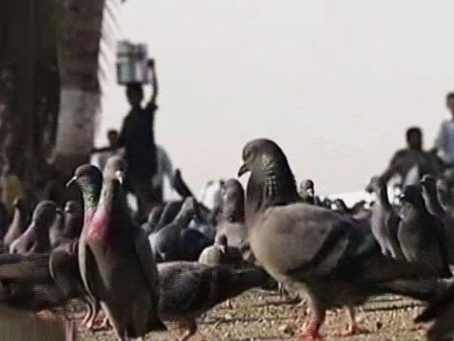 Video : Mumbaikars Battle Pigeon Menace