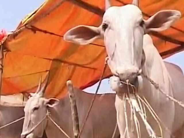 Farmers Forced To Sell Cattle In Drought-Hit Karnataka, But Not Many Takers