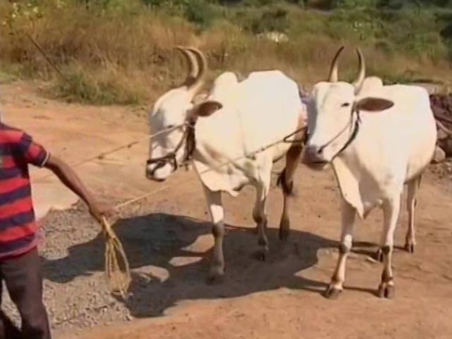 Can Eat Or Keep Beef Brought From Outside Maharashtra: Bombay High Court