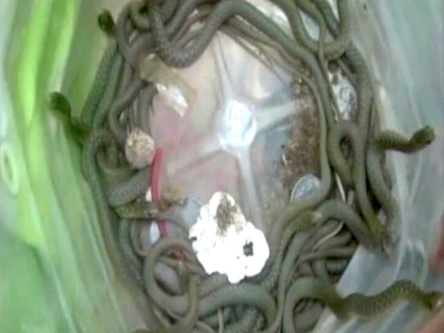 यूपी के एक गांव के एक घर की दीवार से निकले 186 सांप