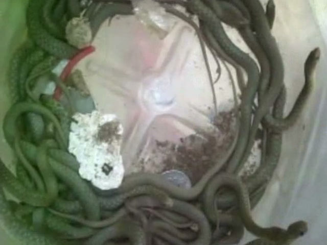 Watch: Over 150 Snakes Found In A House In Uttar Pradesh