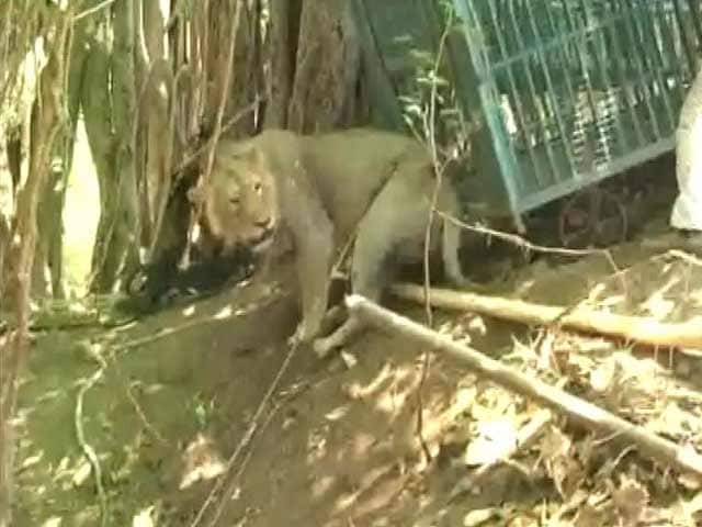 Video : Watch: Lion Rescued From 100 Feet Dry Well In Gujarat