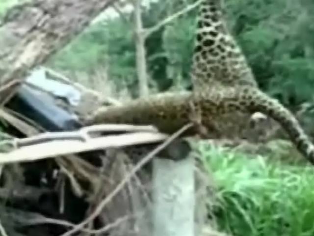 मुर्गी फार्म में पहुंचा तेंदुआ फंसा जाल में, गांव वालों ने पेड़ से लटकाया