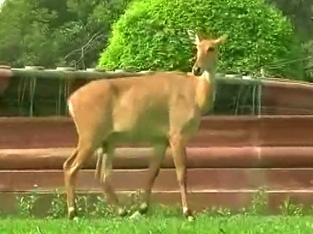 विजय चौक पर अचानक पहुंची नील गाय से मची अफरा-तफरी