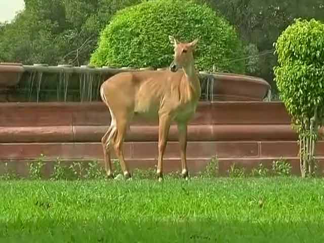 Video : When a Nilgai Was Spotted Near Delhi's Most Powerful Office