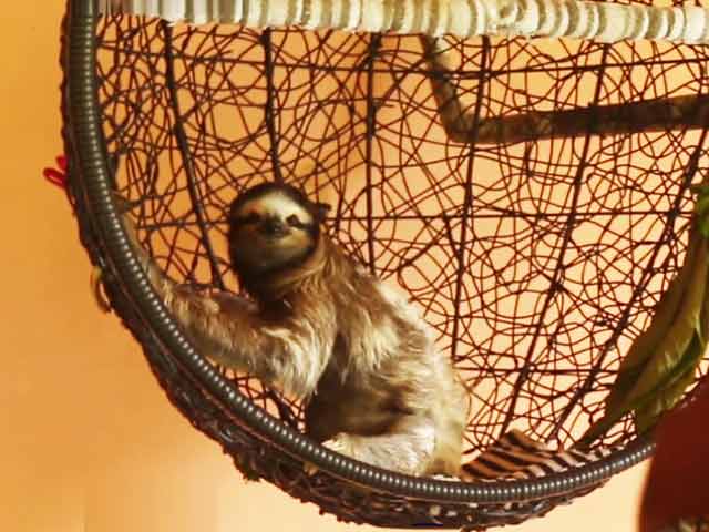 Video : #GLAadventure's Day Out At The Sloth Sanctuary, Puerto Viejo