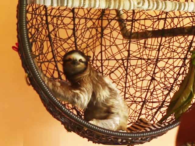 #GLAadventure's Day Out At The Sloth Sanctuary, Puerto Viejo