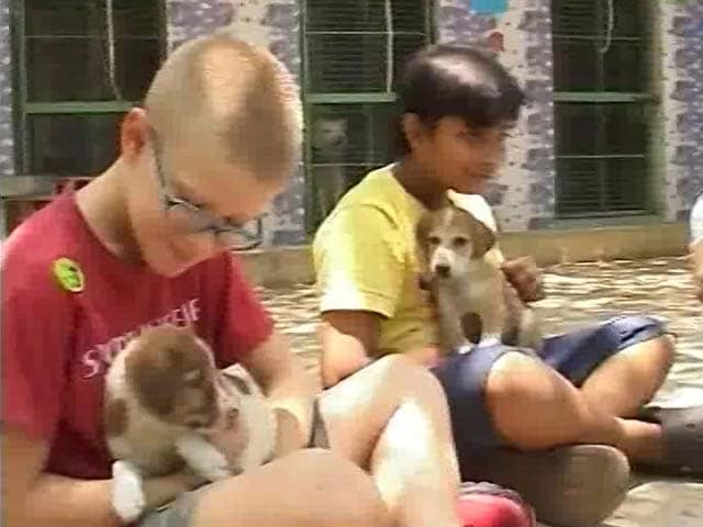 Video : In Bengaluru, A Weekend Play Date For Children And Animals
